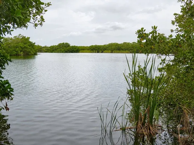 AI-enhanced view: Calm water, mangrove branches, and reeds at Paurotis Pond in Everglades National Park, Florida.